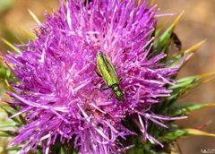 Oedemera nobilis