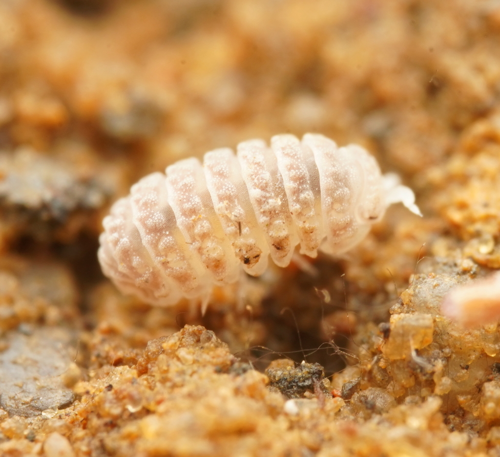 Acanthodillo minutus