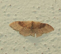 Idaea degeneraria
