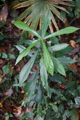 Atractocarpus chartaceus
