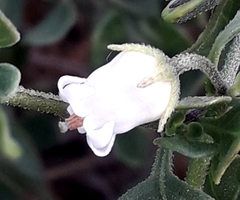 Salpichroa origanifolia