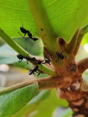 Camponotus compressus