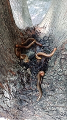 Thyropygus allevatus