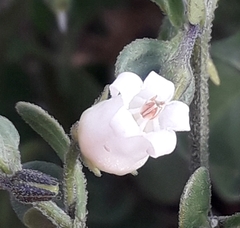 Salpichroa origanifolia