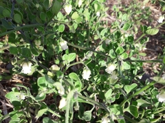 Salpichroa origanifolia