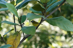 Zosterops fuscicapilla