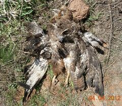 Buteo rufinus