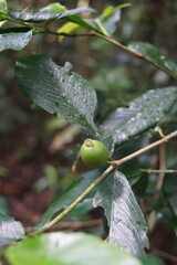 Atractocarpus chartaceus