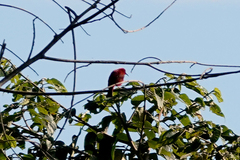 Myzomela cruentata
