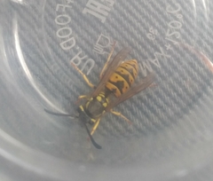 Vespula germanica