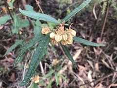 Lasiopetalum ferrugineum
