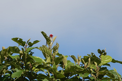 Myzomela adolphinae
