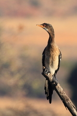 Microcarbo africanus