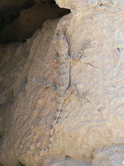 Tenuidactylus fedtschenkoi