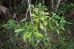 Atractocarpus chartaceus