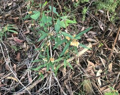 Lasiopetalum ferrugineum