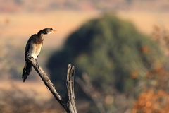 Microcarbo africanus