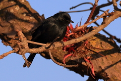 Melaenornis pammelaina