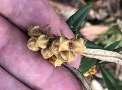 Lasiopetalum ferrugineum