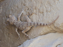Tenuidactylus fedtschenkoi