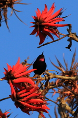 Chalcomitra amethystina