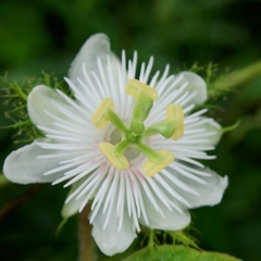 Passiflora foetida