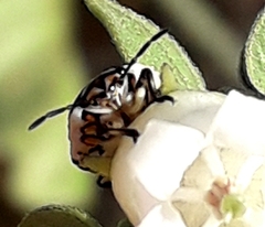 Eurydema ornata