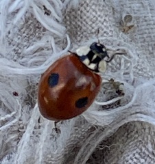Adalia bipunctata