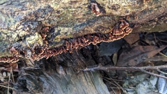 Xylobolus spectabilis