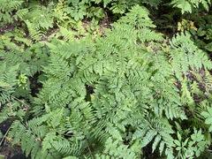 Pteridium aquilinum latiusculum