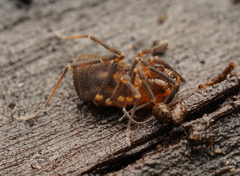Triaenonychidae