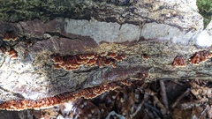 Xylobolus spectabilis