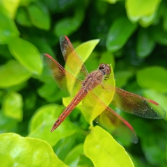 Brachythemis contaminata