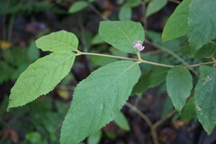 Callicarpa pedunculata