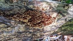 Xylobolus spectabilis