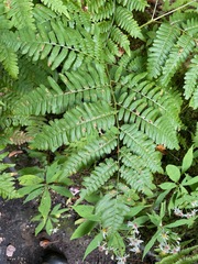 Pteridium aquilinum latiusculum