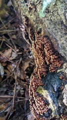 Xylobolus spectabilis