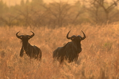 Connochaetes taurinus taurinus