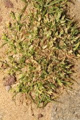 Poa annua