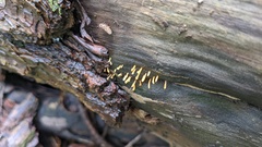 Calocera cornea