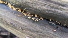 Calocera cornea