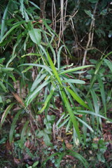 Claoxylon angustifolium