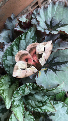 Dirphiopsis multicolor