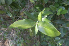 Olea capensis