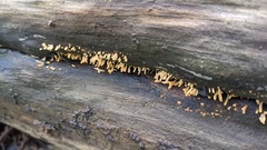 Calocera cornea
