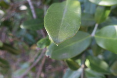 Olea capensis