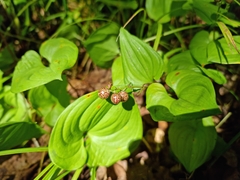 Maianthemum dilatatum