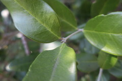 Olea capensis