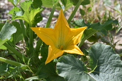Cucurbita pepo
