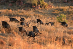 Connochaetes taurinus taurinus